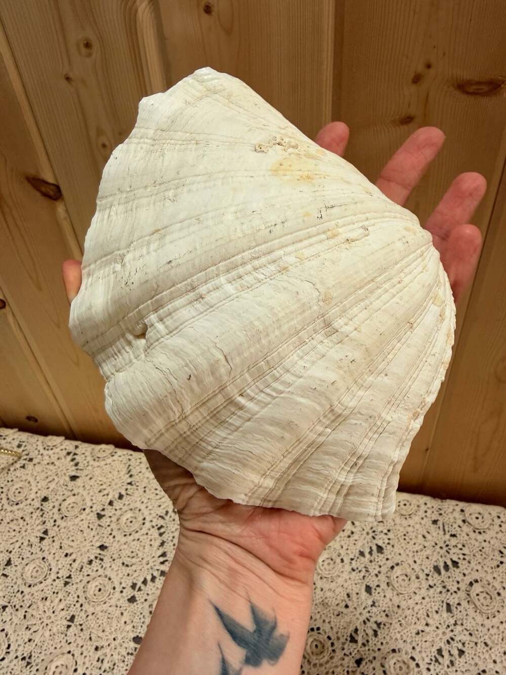 Large Real White Seashell for Nautical Home Decor or Shell Trinket Dish Catchall